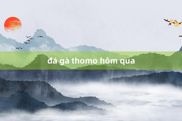 đá gà thomo hôm qua