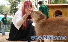 'Giao lưu' với gia đình 'ngoại giao' capybara tại Thảo cầm viên